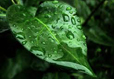 Eco